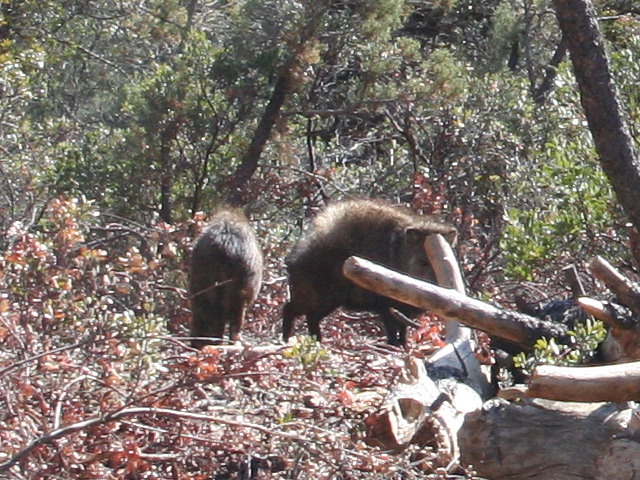 Javalina